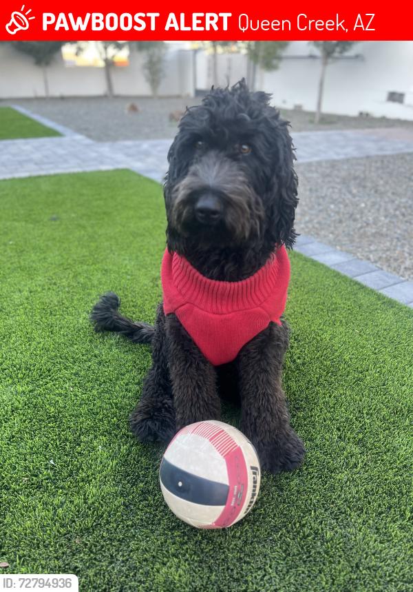 Lost Male Dog last seen Sossaman and riggs, Queen Creek, AZ 85142