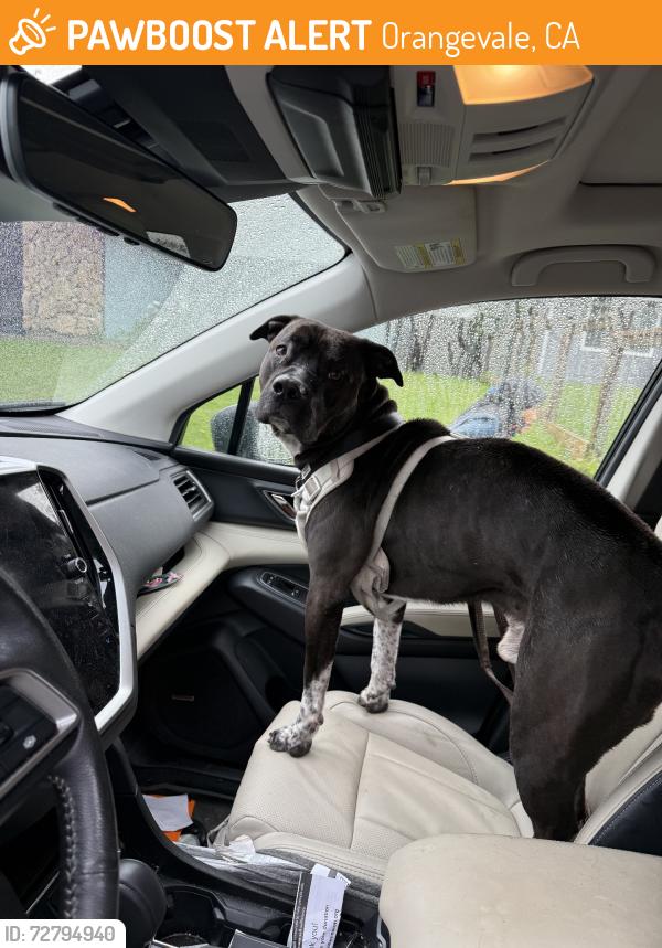 Found/Stray Male Dog last seen Terramore, Orangevale, CA 95662