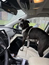 Found/Stray Male Dog last seen Terramore, Orangevale, CA 95662