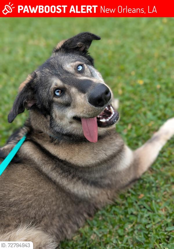 Lost Male Dog last seen Near Marshall Foch st , New Orleans, LA 70124