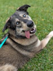 Lost Male Dog last seen Near Marshall Foch st , New Orleans, LA 70124