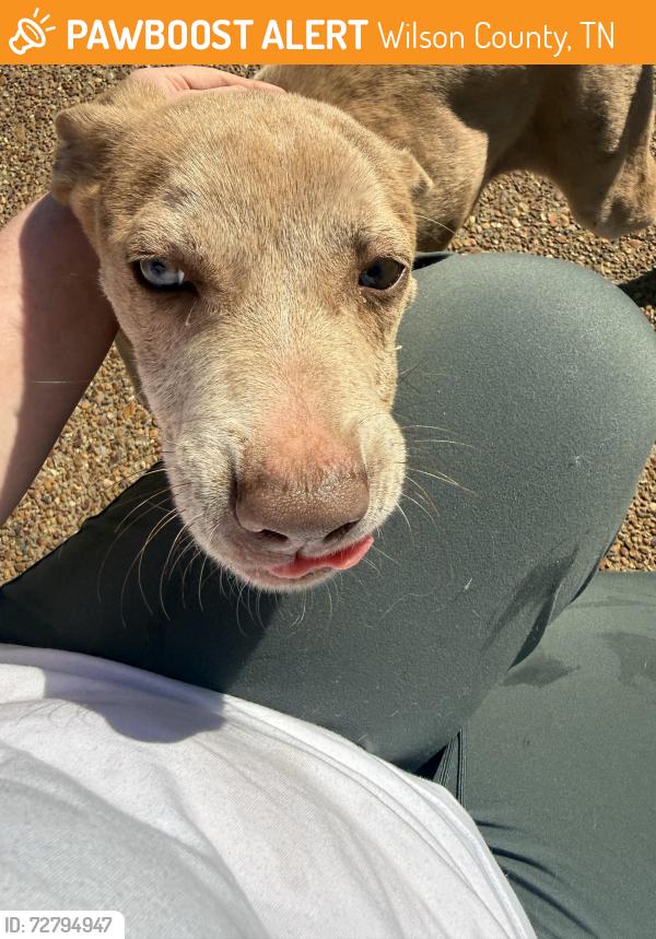 Found/Stray Female Dog last seen Near & 231, Wilson County, TN 37090