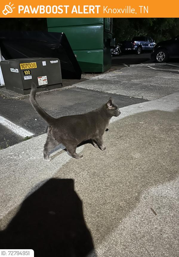 Found/Stray Female Cat last seen Canyon &Knox Landing apmts, Knoxville, TN 37912
