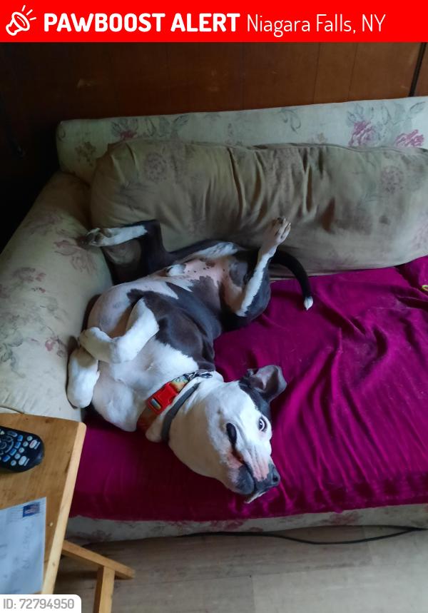 Lost Male Dog last seen Orleans ave and 27th st, Niagara Falls, NY 14303