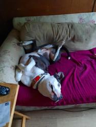 Lost Male Dog last seen Orleans ave and 27th st, Niagara Falls, NY 14303