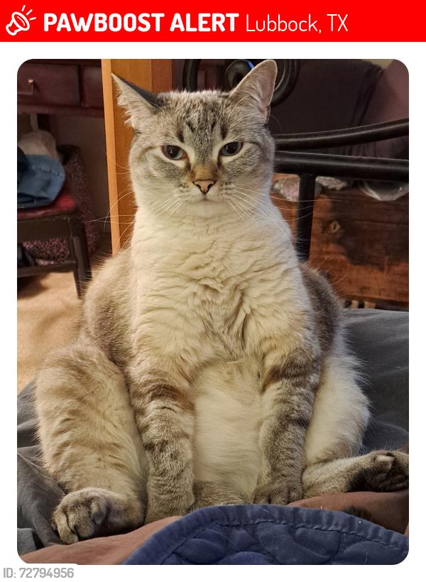 Lost Female Cat last seen Between Quinton and Richardson Ave., Lubbock, TX 79424