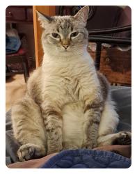 Lost Female Cat last seen Between Quinton and Richardson Ave., Lubbock, TX 79424