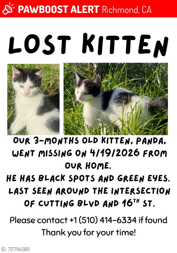 Lost Male Cat last seen Cutting blvd, , Richmond, CA 94804