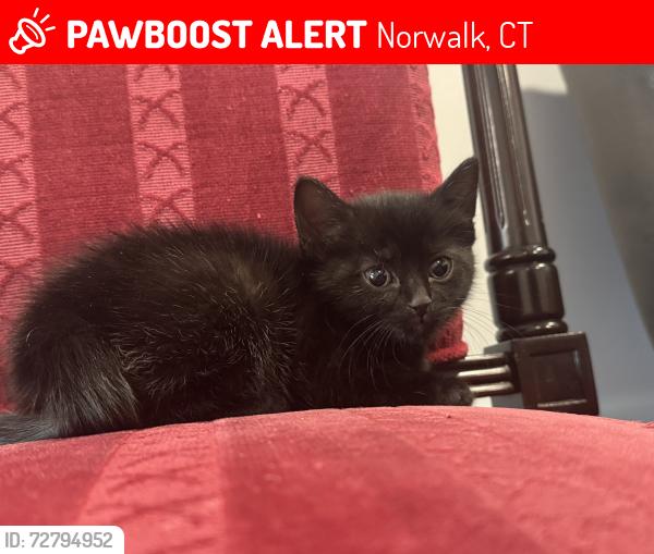 Lost Female Cat last seen Osborne ave , Norwalk, CT 06855