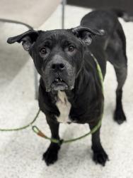 Shelter Stray Female Dog last seen Atlanta, GA 30354, Atlanta, GA 30336