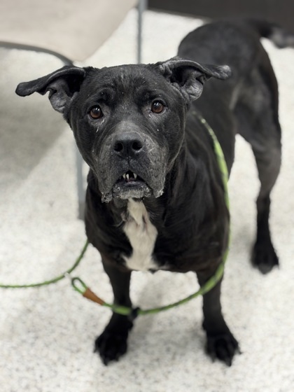 Shelter Stray Female Dog last seen Atlanta, GA 30354, Atlanta, GA 30336