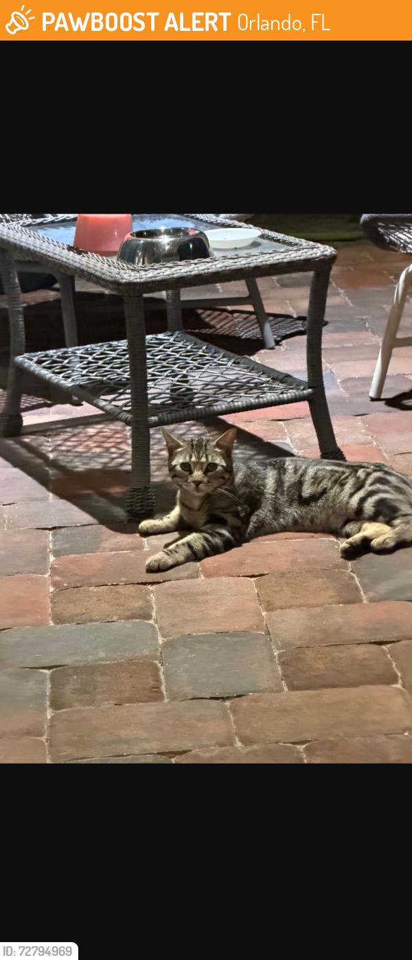 Found/Stray Unknown Cat last seen Universal Studios, Orlando, FL 32819