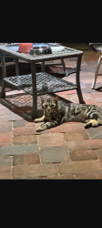 Found/Stray Unknown Cat last seen Universal Studios , Orlando, FL 32819