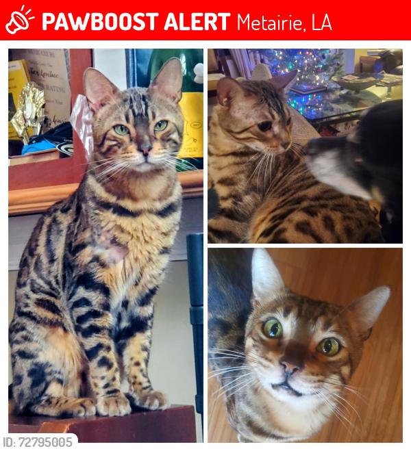 Lost Male Cat last seen Finch, Metairie, LA 70001