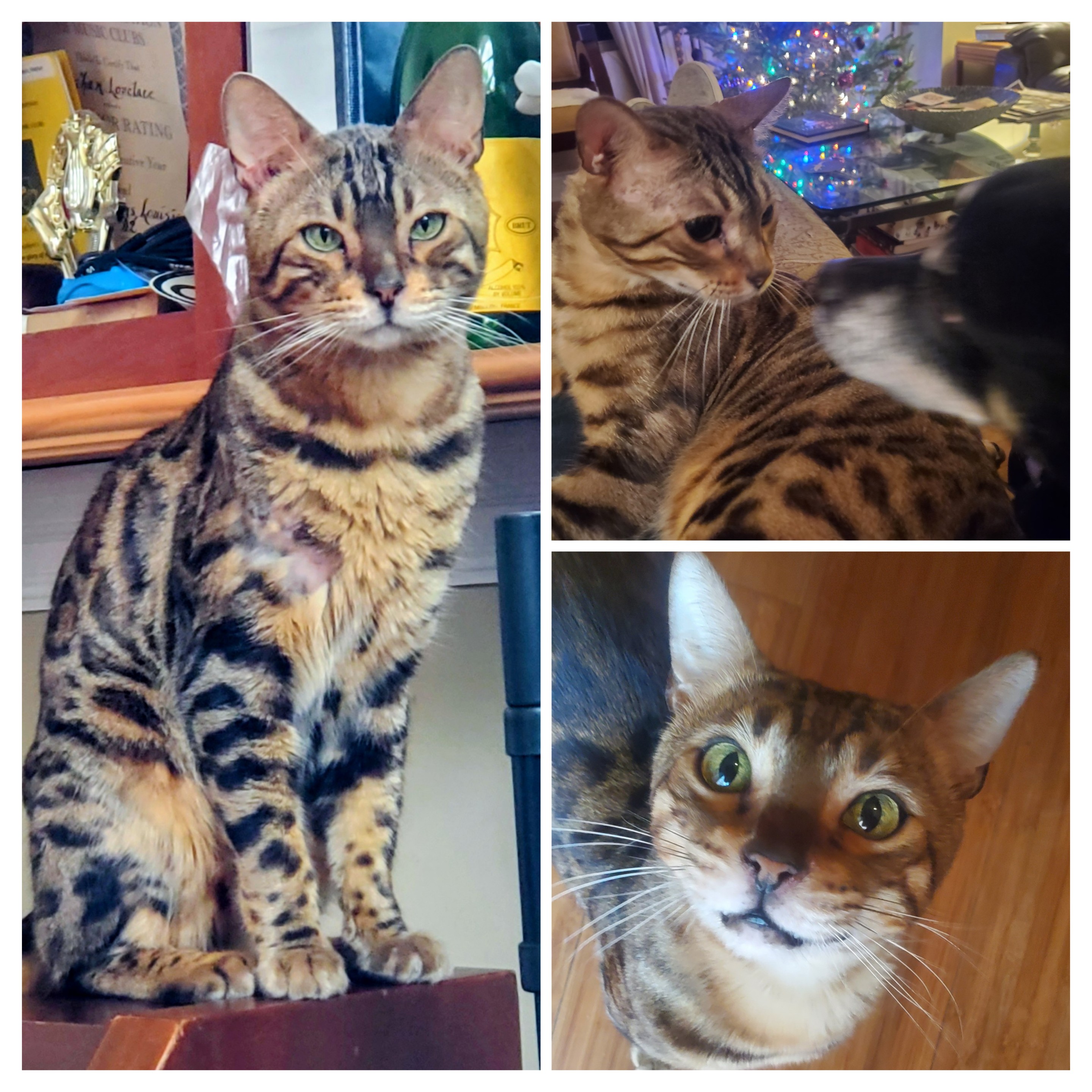 Lost Male Cat last seen Finch, Metairie, LA 70001