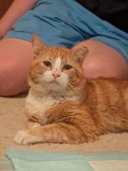 Found/Stray Male Cat last seen Bullard and Fresno street , Fresno, CA 93710