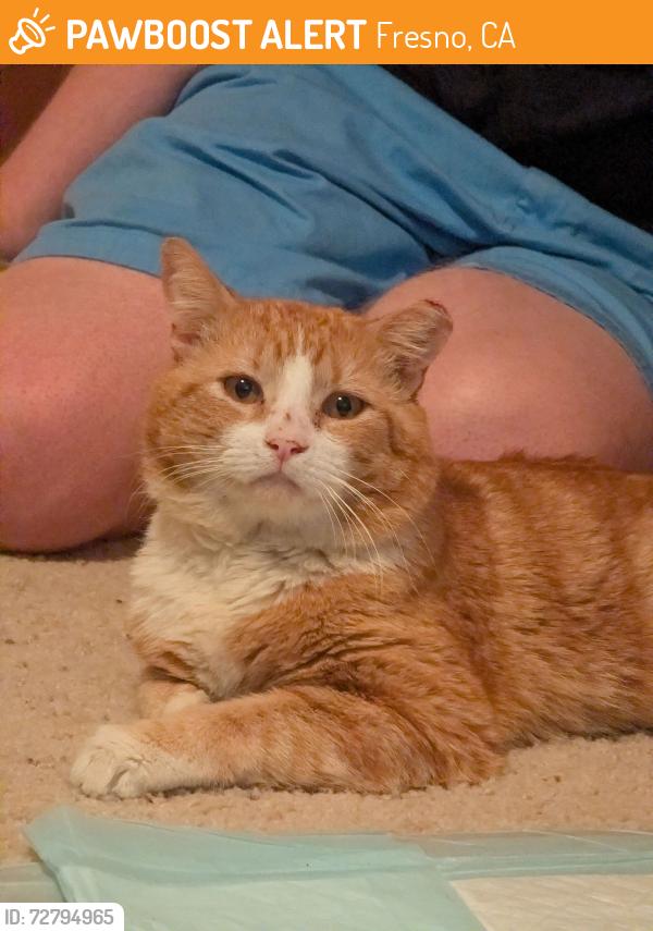 Found/Stray Male Cat last seen Bullard and Fresno street , Fresno, CA 93710