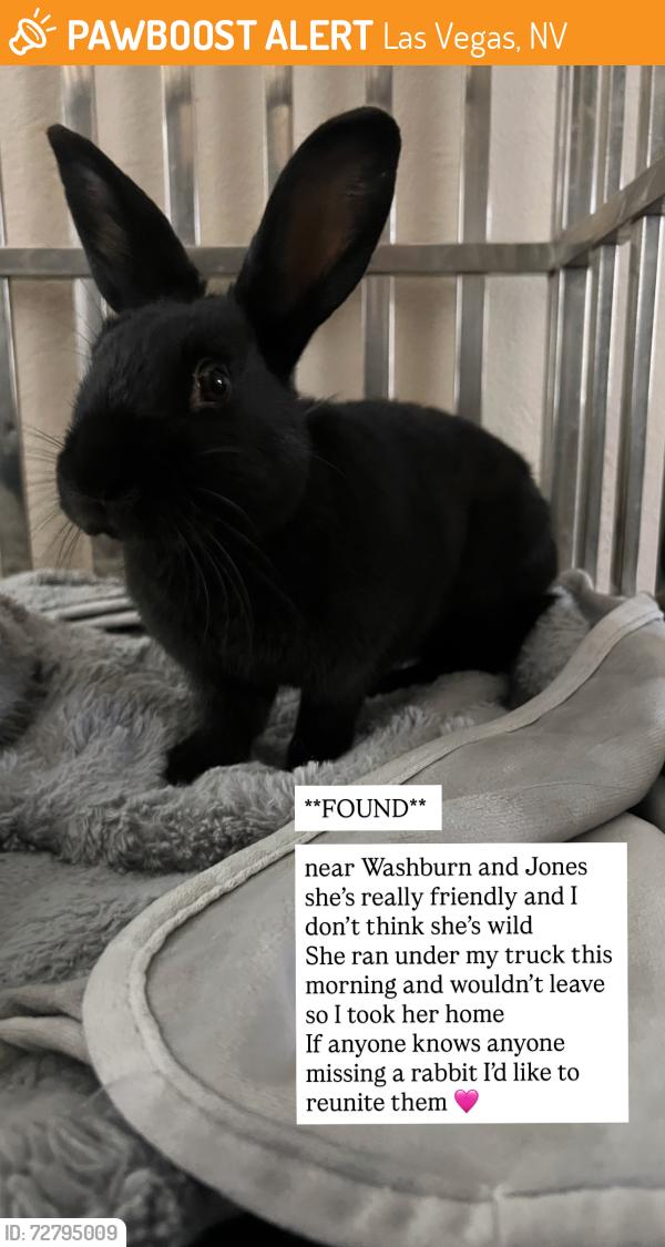 Found/Stray Female Rabbit last seen Washburn and jones, Las Vegas, NV 89130