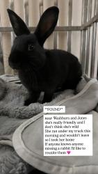 Found/Stray Female Rabbit last seen Washburn and jones, Las Vegas, NV 89130