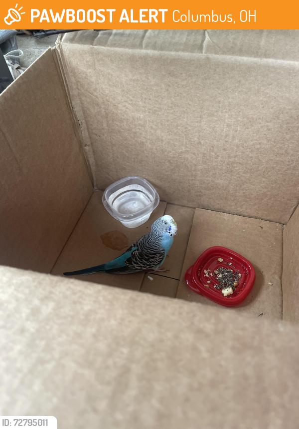 Found/Stray Unknown Bird last seen Hess blvd and W 9th Ave, Columbus, OH 43212