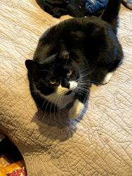 Lost Female Cat last seen apmt Building that has a sign showing the address, Mississauga, ON L5G 1J8