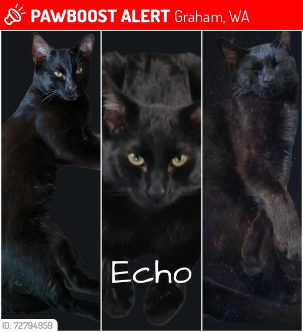 Lost Male Cat last seen 152nd and 248th St E, Graham, WA 98338
