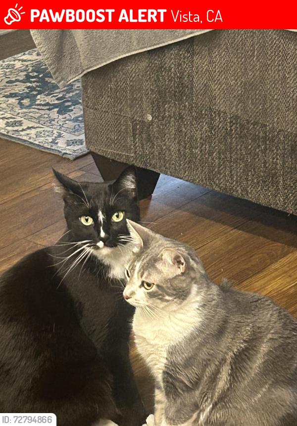 Lost Male Cat last seen Near s Santa Fe Ave Vista CA, Vista, CA 92083