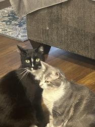 Lost Male Cat last seen Near s Santa Fe Ave Vista CA, Vista, CA 92083
