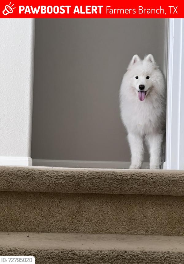 Lost Male Dog last seen Mcewen farmer branch , Farmers Branch, TX 75244
