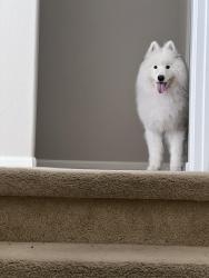 Lost Male Dog last seen Mcewen farmer branch , Farmers Branch, TX 75244