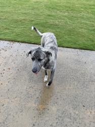 Found/Stray Female Dog last seen Princeton Lakes, Princeton, TX 75407