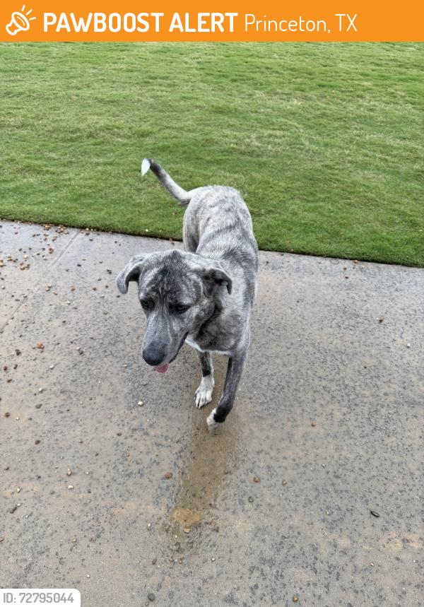 Found/Stray Female Dog last seen Princeton Lakes, Princeton, TX 75407
