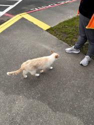 Found/Stray Unknown Cat last seen Park Orchard Elementary, Kent, WA 98031