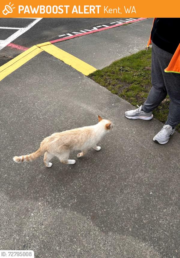 Found/Stray Unknown Cat last seen Park Orchard Elementary, Kent, WA 98031