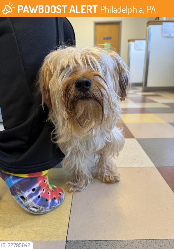 Found/Stray Male Dog last seen 62nd and Lansdowne Ave, Philadelphia, PA 19151