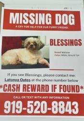 Lost Female Dog last seen Barrington dr charlotte nc, Charlotte, NC 28202