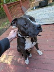 Found/Stray Male Dog last seen Beatties Ford , Charlotte, NC 28216