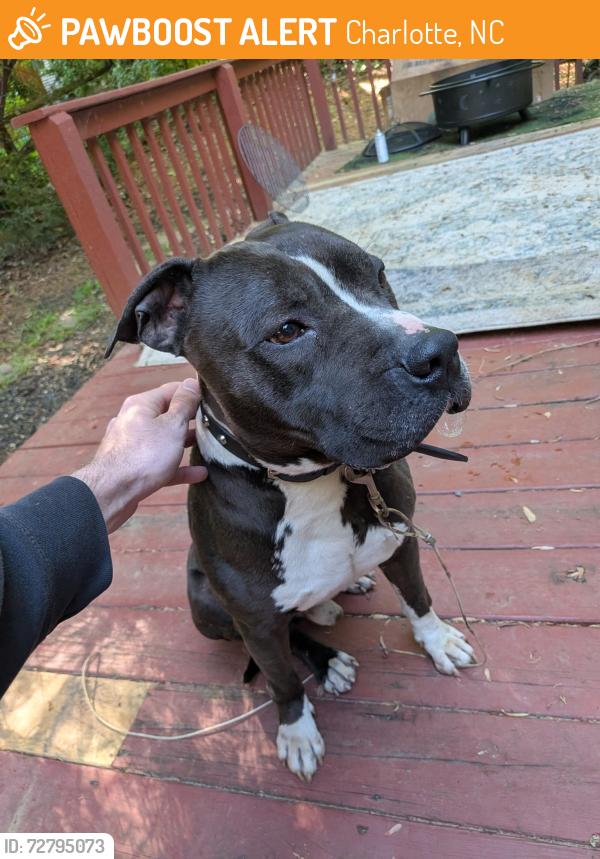 Found/Stray Male Dog last seen Beatties Ford , Charlotte, NC 28216