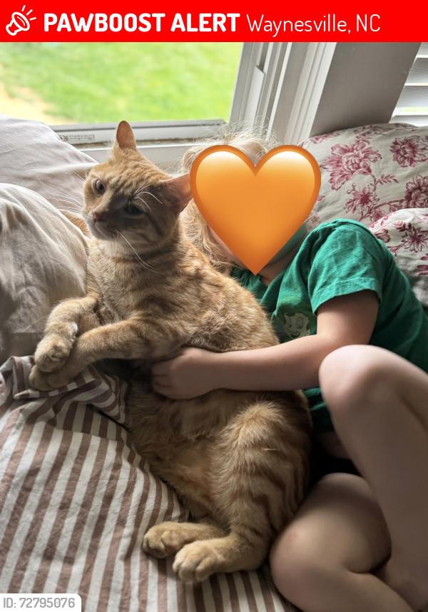Lost Male Cat last seen Encouraging Word Baptist Church, Waynesville, NC 28786