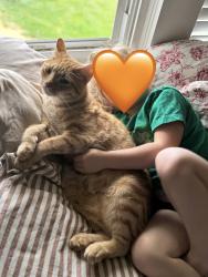 Lost Male Cat last seen Encouraging Word Baptist Church, Waynesville, NC 28786