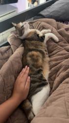 Lost Female Cat last seen Lambrecht Road, Gulfport, MS 39503