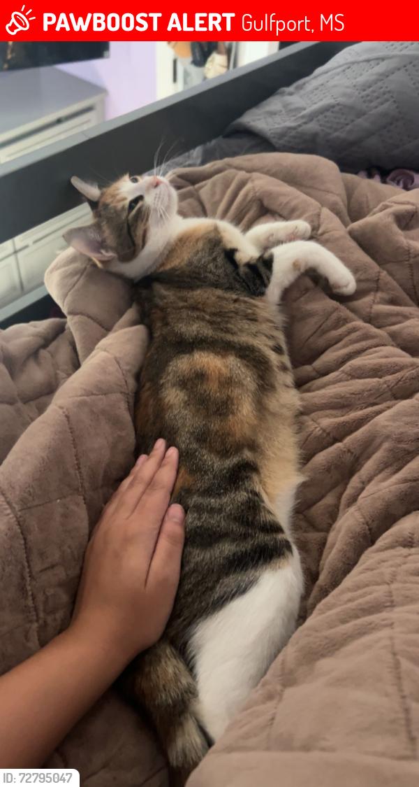Lost Female Cat last seen Lambrecht Road, Gulfport, MS 39503