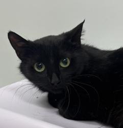 Shelter Stray Female Cat last seen , Saint Paul, MN 55104
