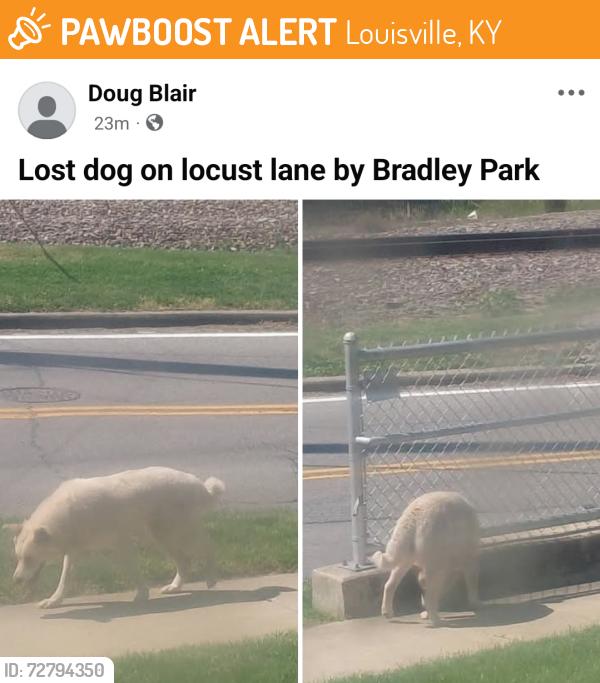 Found/Stray Unknown Dog last seen Locust Lane & Bradley, Louisville, KY 40217