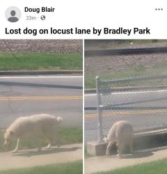 Found/Stray Unknown Dog last seen Locust Lane & Bradley, Louisville, KY 40217