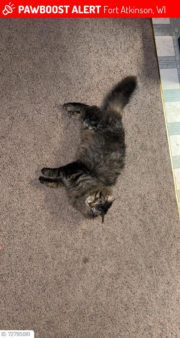 Lost Male Cat last seen Near Monroe st fort Atkinson wi, Fort Atkinson, WI 53538