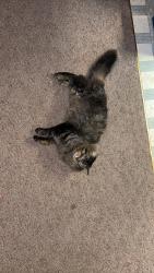 Lost Male Cat last seen Near Monroe st fort Atkinson wi, Fort Atkinson, WI 53538