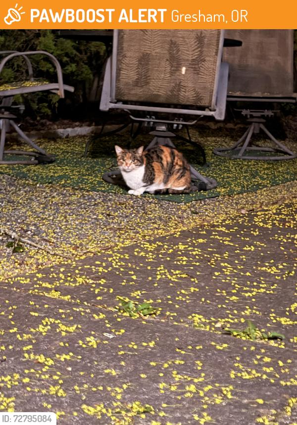 Found/Stray Female Cat last seen NE HALE AVE, Gresham, OR 97030