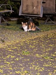 Found/Stray Female Cat last seen NE HALE AVE, Gresham, OR 97030