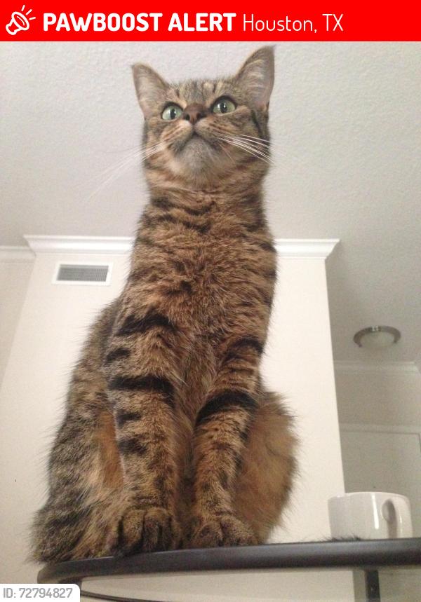 Lost Female Cat last seen parkland oak drive, Houston, TX 77084